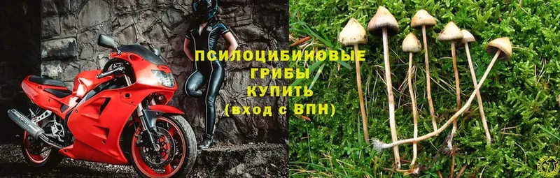 Галлюциногенные грибы Magic Shrooms  Абинск 